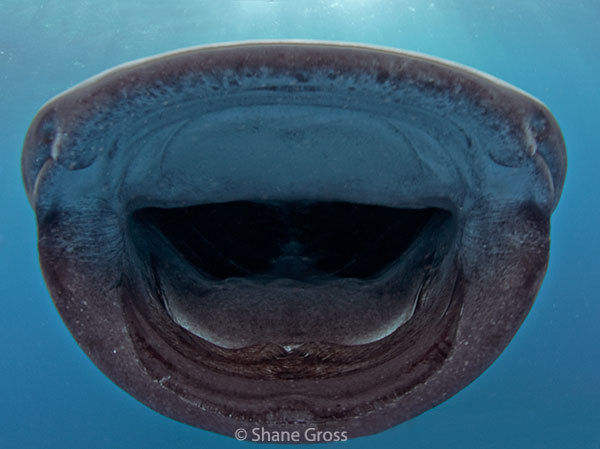 2010-08-19-Cancun-Whale-Sharks107.jpg