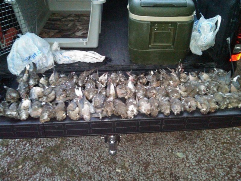 2010 opening dove season.jpg