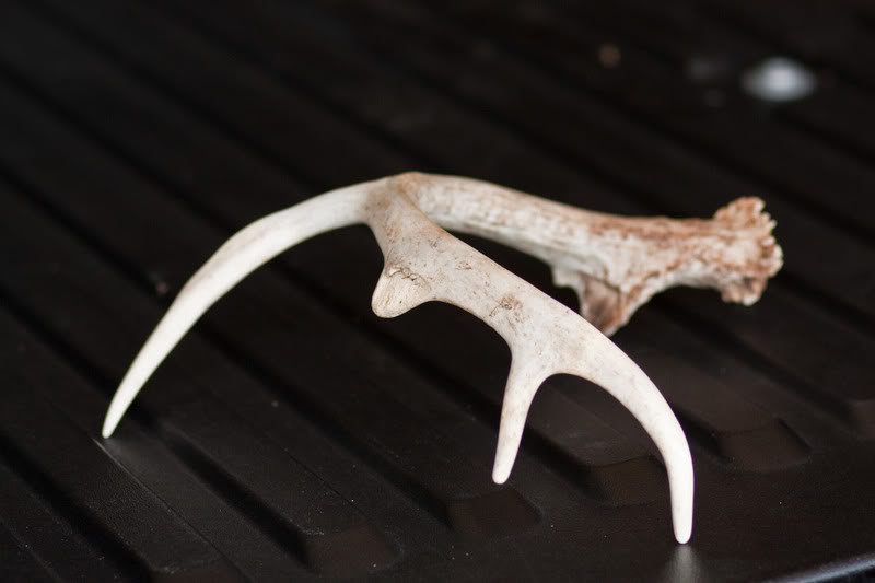 2011bone1of1_832cae1a3c23f25ac4f39dada21e065beac761be.jpg