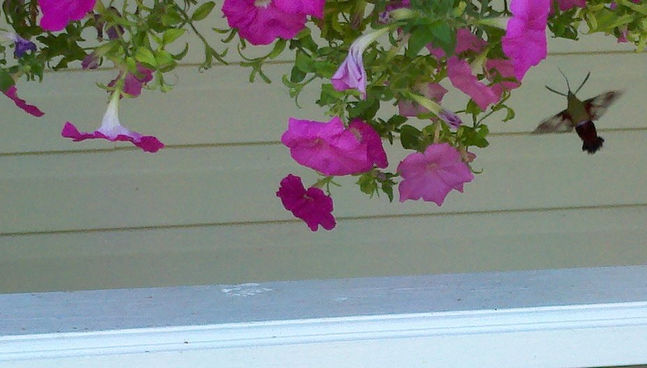2012-07-07_16-53-29_679_07c8ac65f6cd974312191d5a926a66f46c313a22.jpg