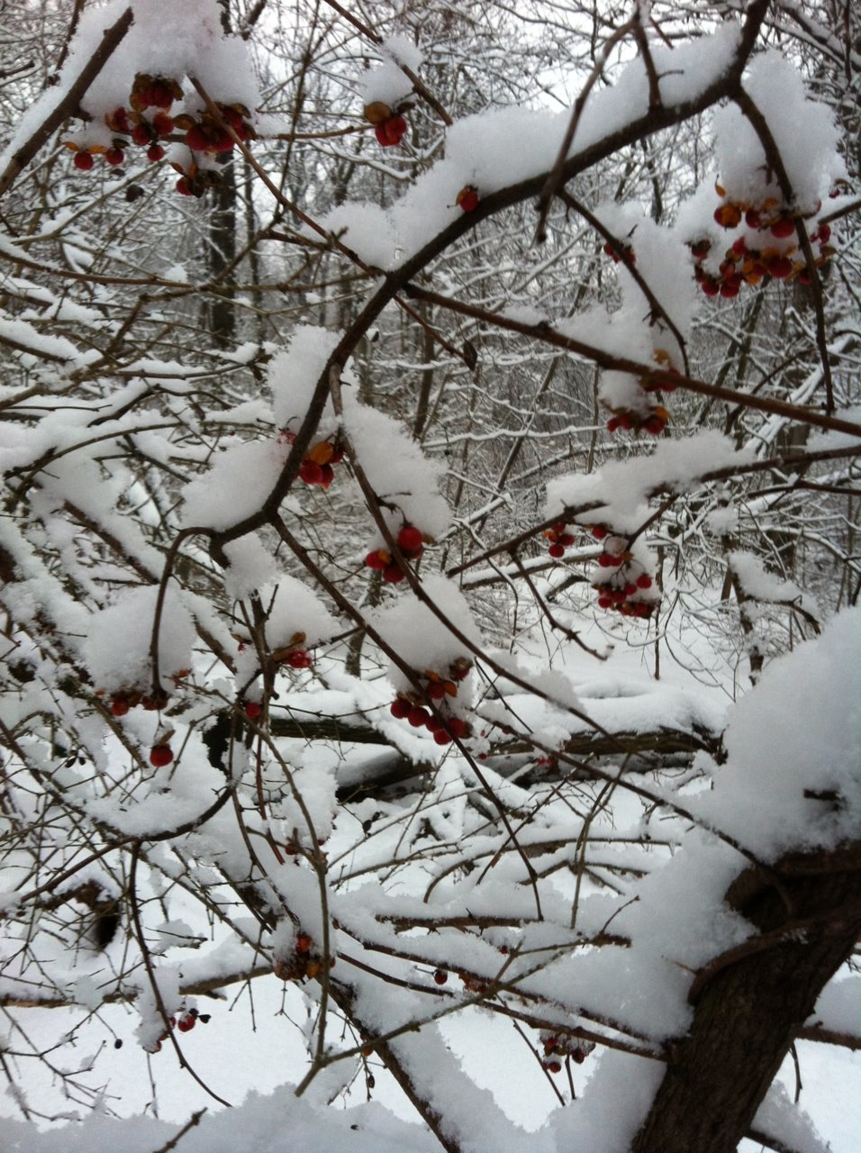 2012 Berries 2.jpg