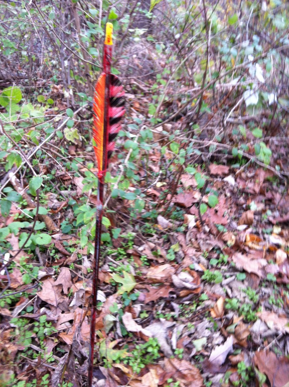 2012 Buck-01.jpg