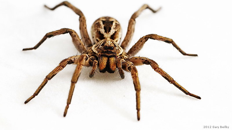 20120306152639_wolf.spider.2_zpsvqaao4nu_50ee7195e7cac3a7a810ad8006cd88e0b56b3e7d.jpg