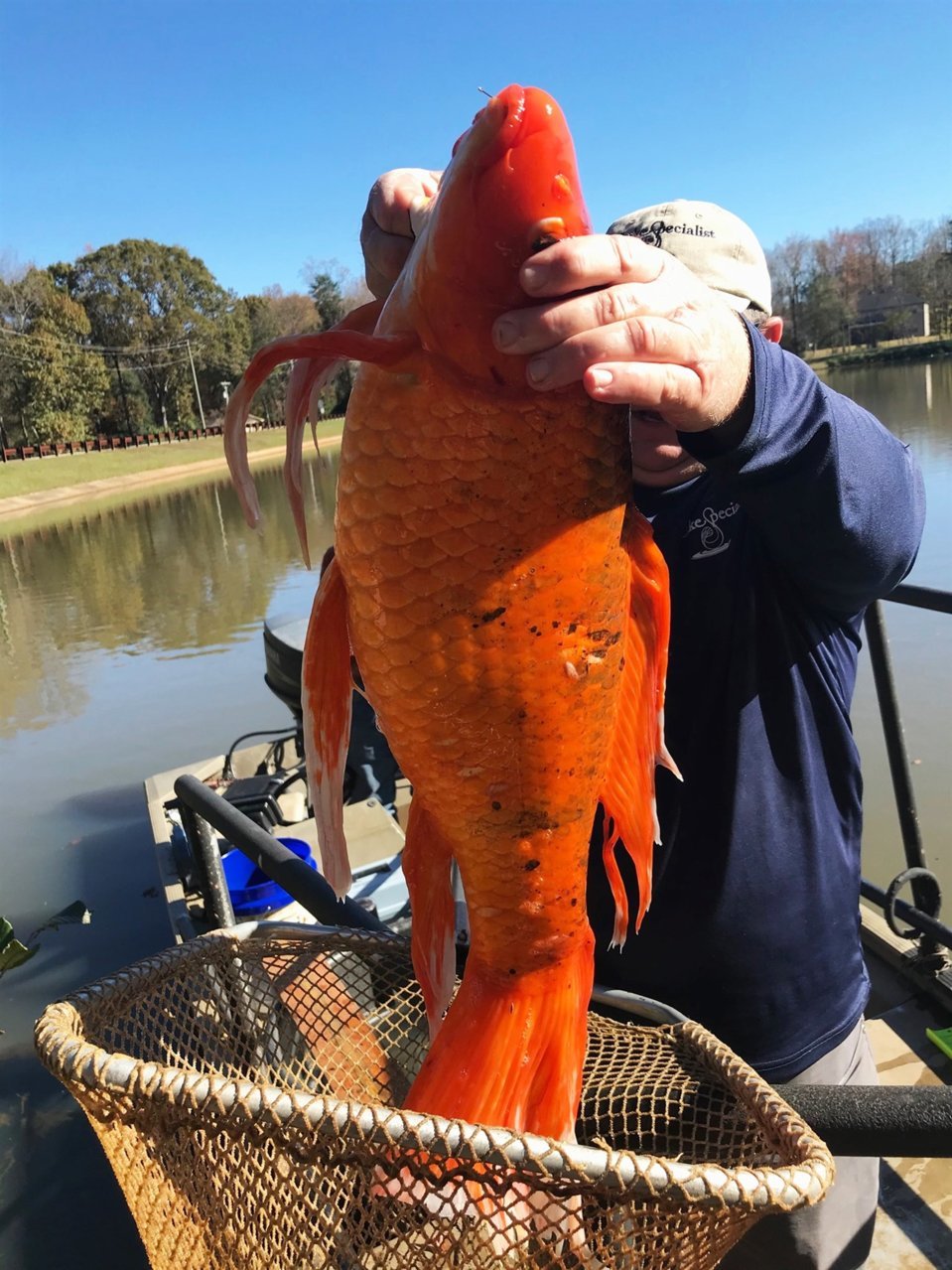 201208-very-big-goldfish-jm-1050_8942924e1676d391d1f3e90cdaadd537.fit-1520w.jpg