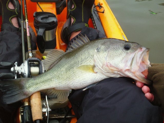 2015-03-27%20Horton2%20640x480_zpslugqbl_d2bd17f0e98ec8f3fd83ba67671bddfe95c1685c.jpg