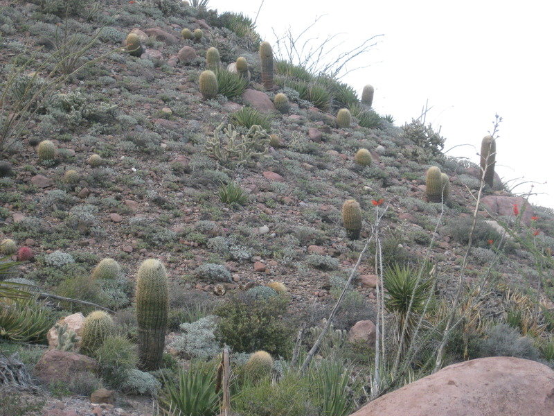 2015-4%20Baja%20031_94201e31b2043d1afbc0d0606c580f7cb4108b39.jpg