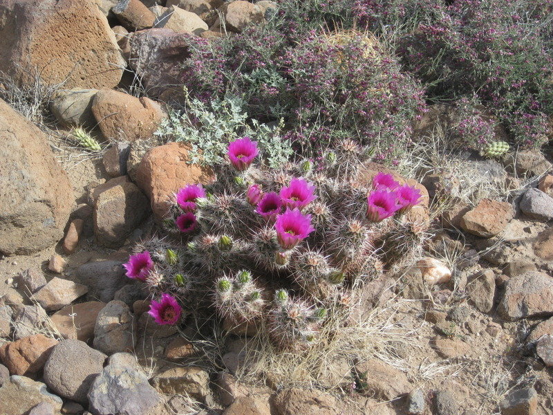 2015-4%20Baja%20038_0b1c22af9a574814f06f62838f0813ea32f3a8ba.jpg