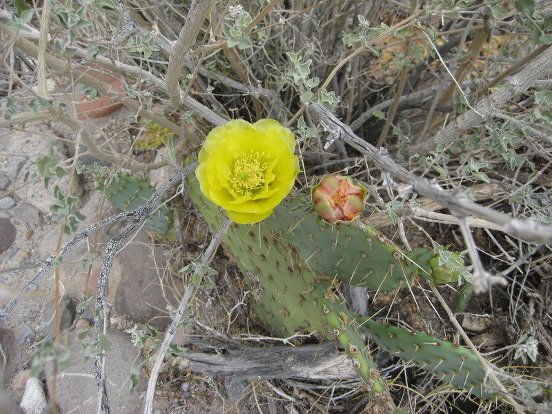 2015-4%20Baja%20065_e386c104641ce7c664d7412a9919685fd192fd9e.jpg