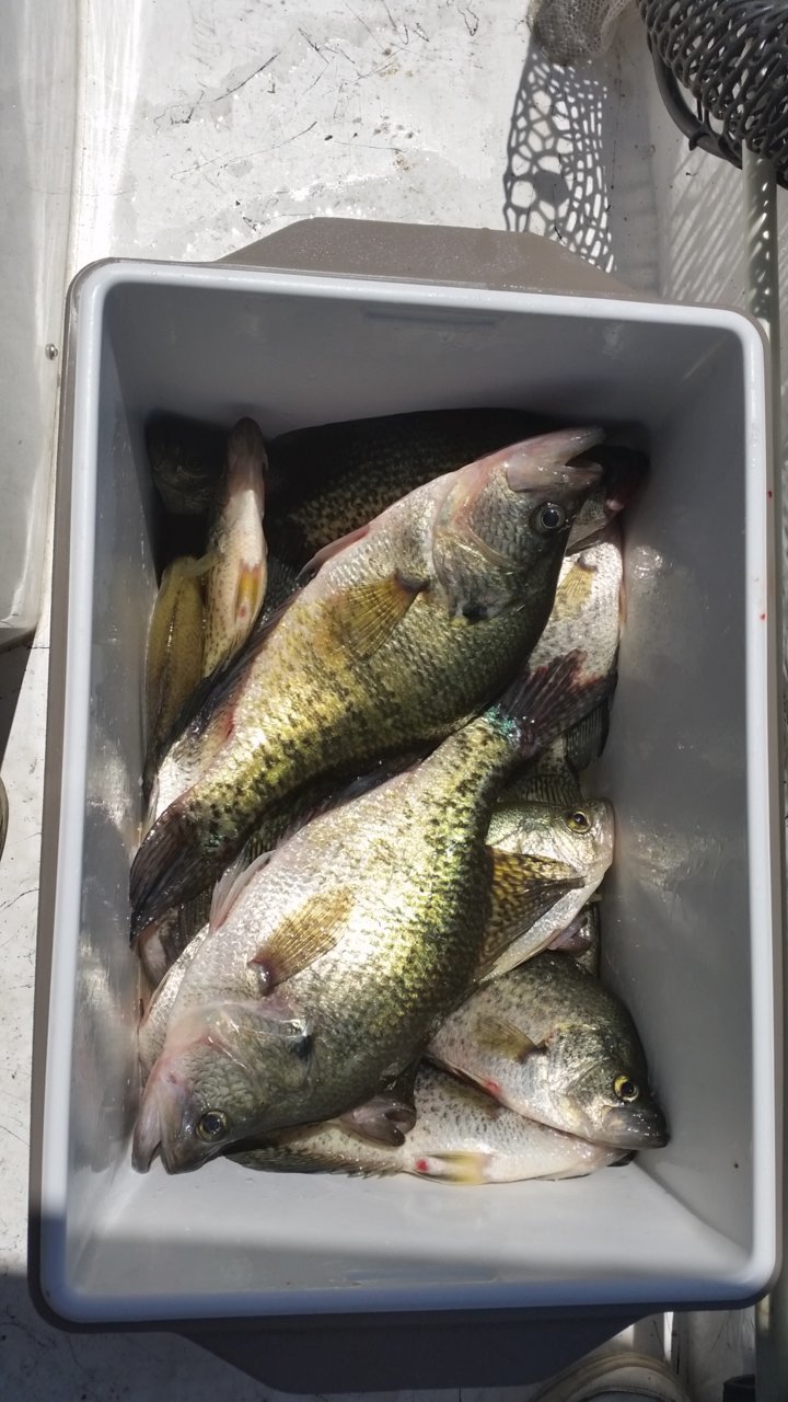 20160423  - Rayburn, limit of crappie.jpg