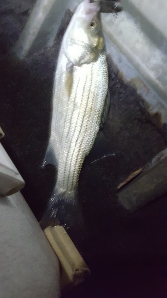 20160529_220538.jpg