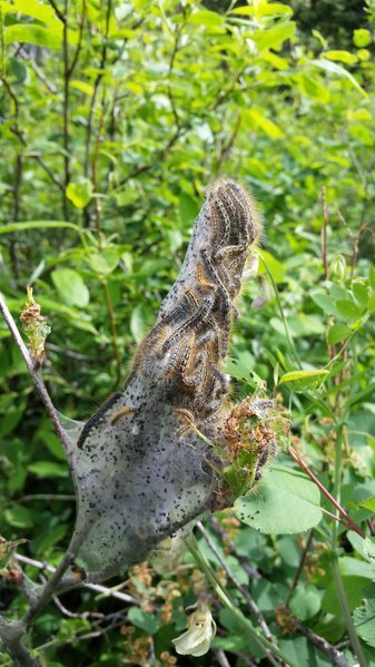 20160613_094109.jpg