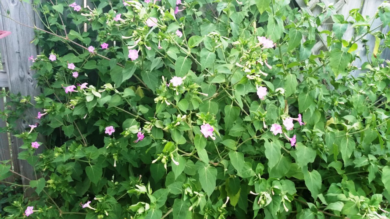 20160710_203200.jpg