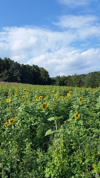 20161001_164417.jpg