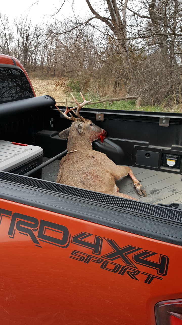 2017 Deer.jpg