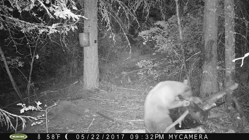 2017 spring bear.jpg
