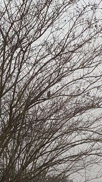 20170202_070319.jpg