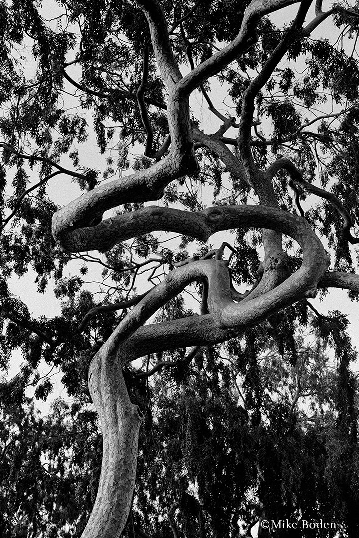 20170206_20161101_3503_0003_22_FicusTree_web1080.jpg