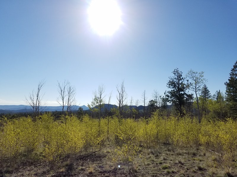 20170529_081602.jpg