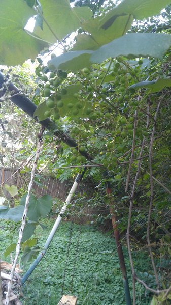 20170603_194902.jpg