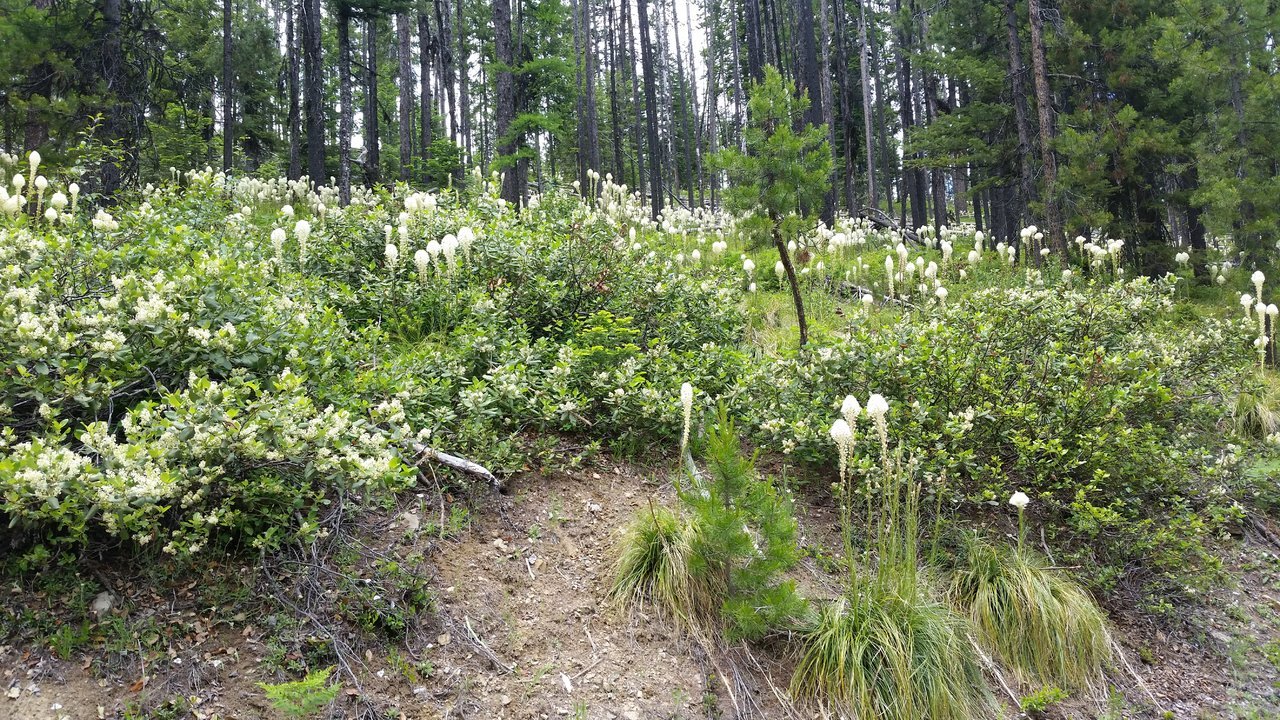 20170618_142509.jpg