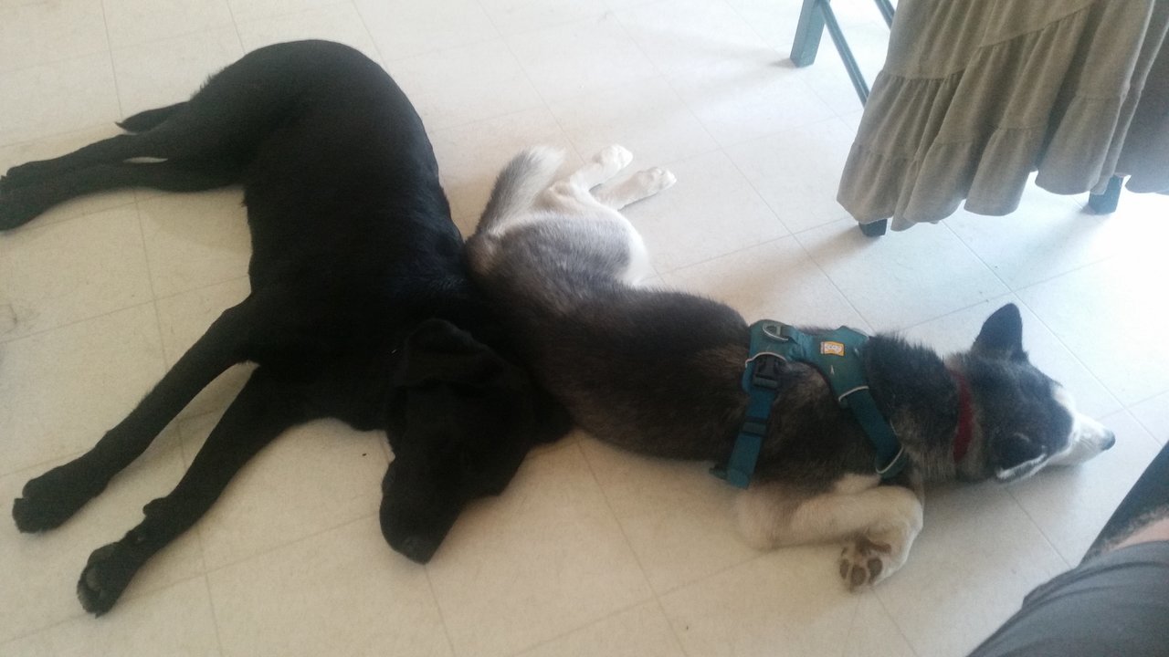 20170619_104200.jpg