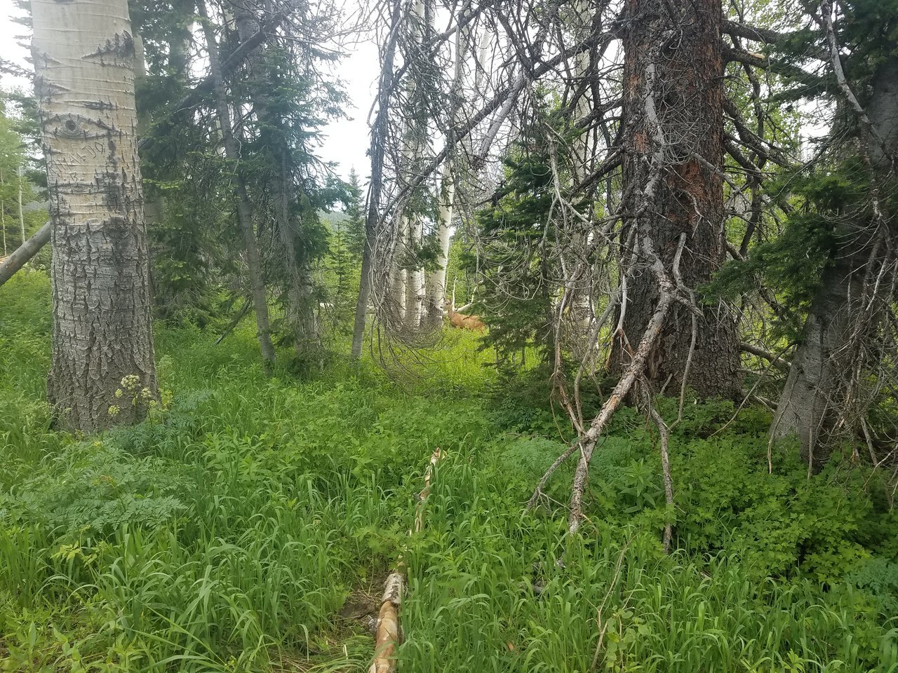 20170702_142830.jpg