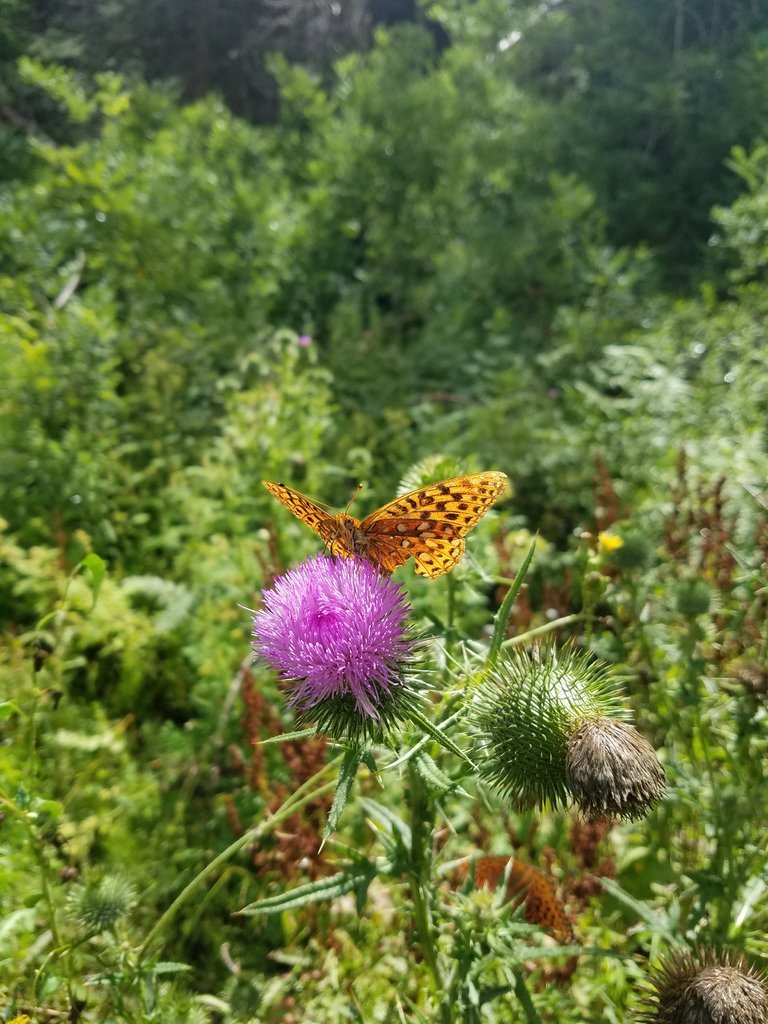 20170722_105931.jpg