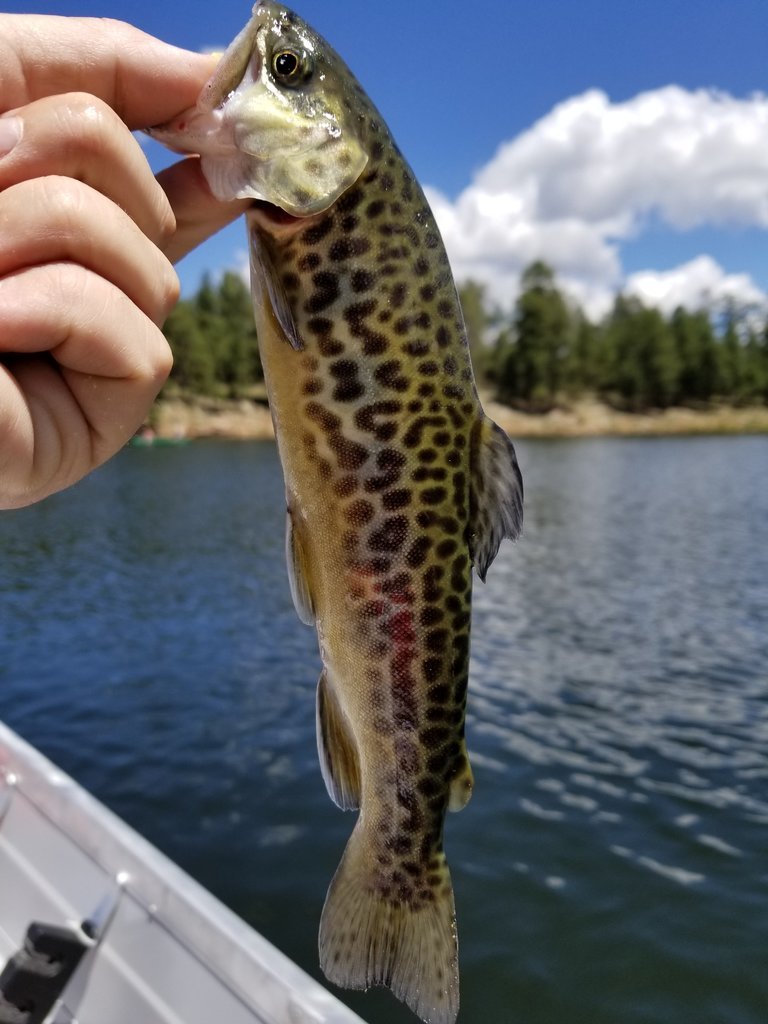 20170806_124051.jpg