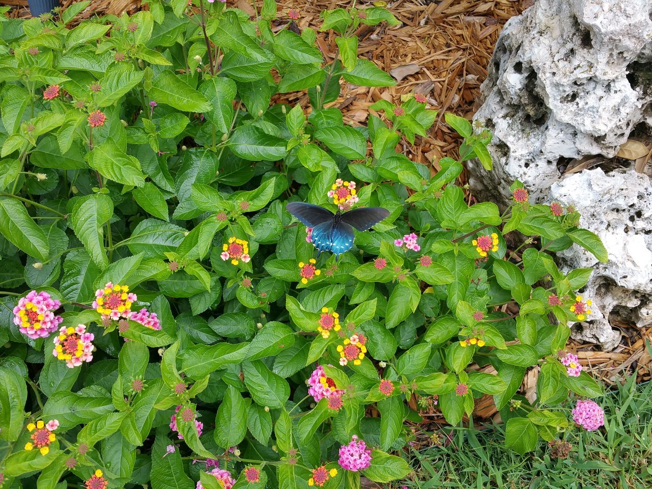 20170814_125017.jpg