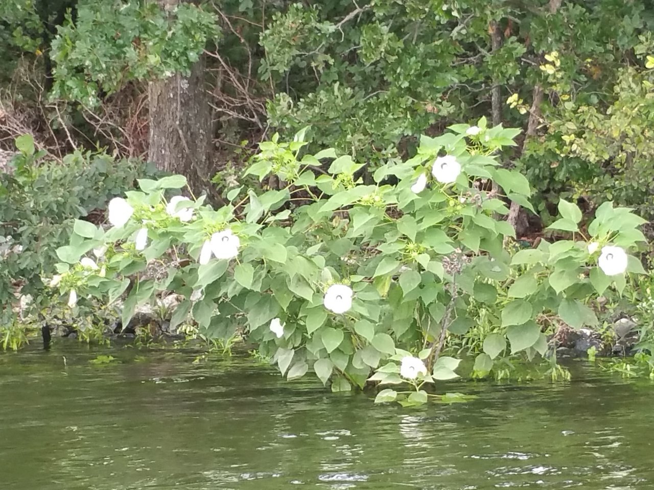 20170818_114933.jpg