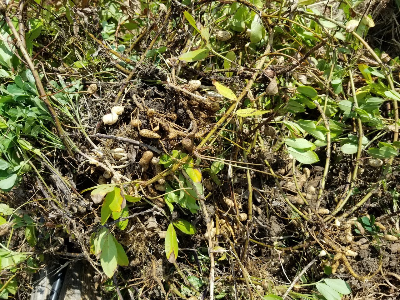 20170915_115125.jpg