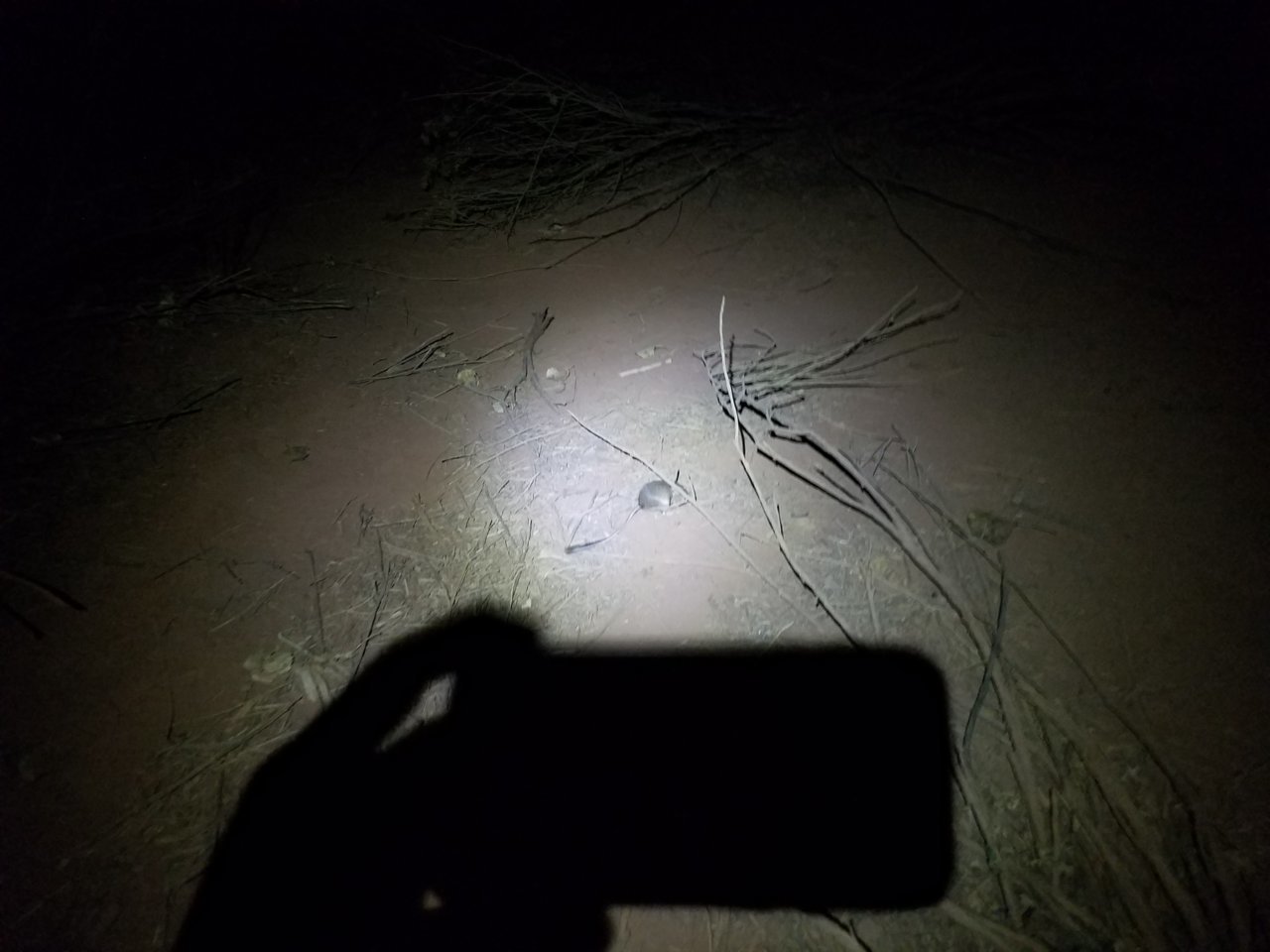 20171029_063738 - Copy.jpg