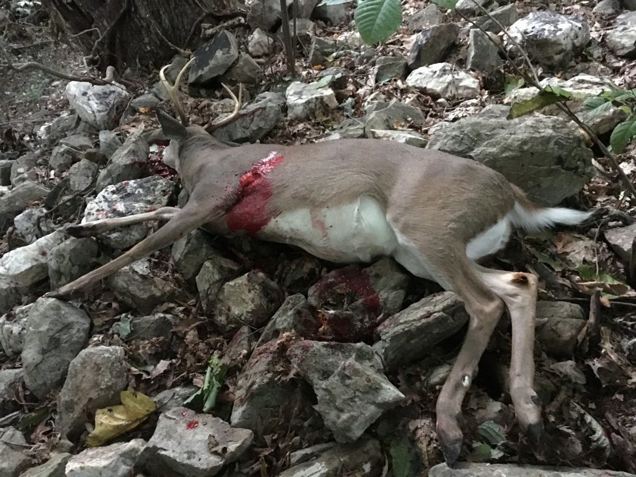 2018-Buck Matt 2.jpg