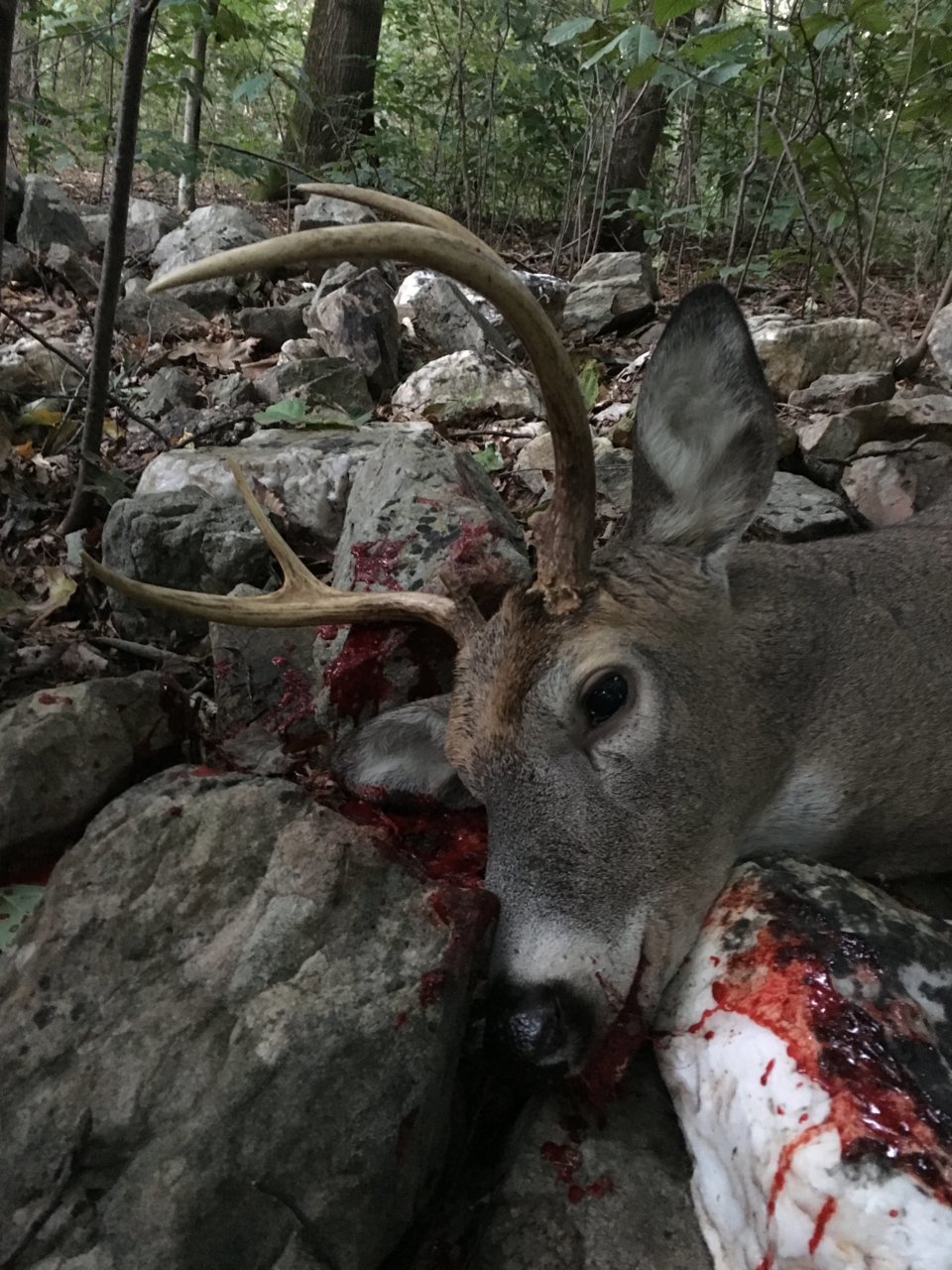 2018-Buck Matt 4.jpg