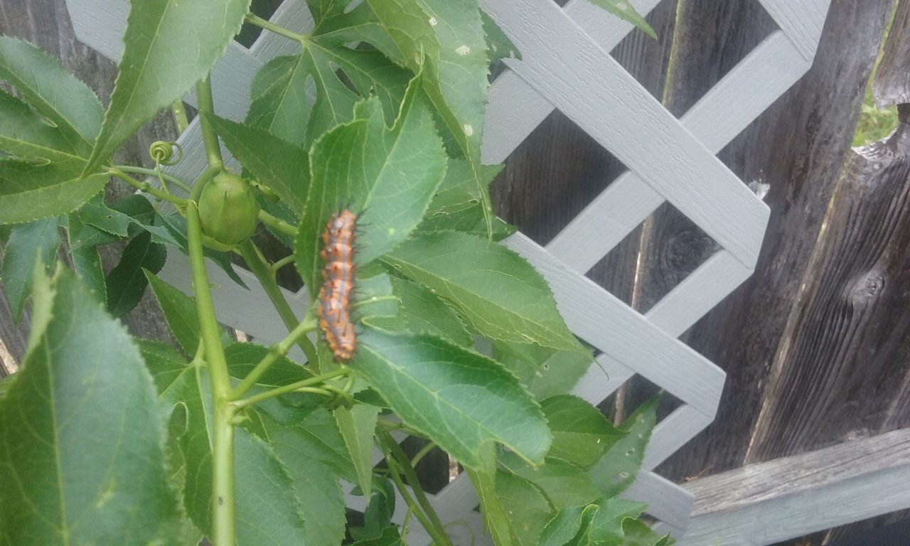 20180502_121729.jpg