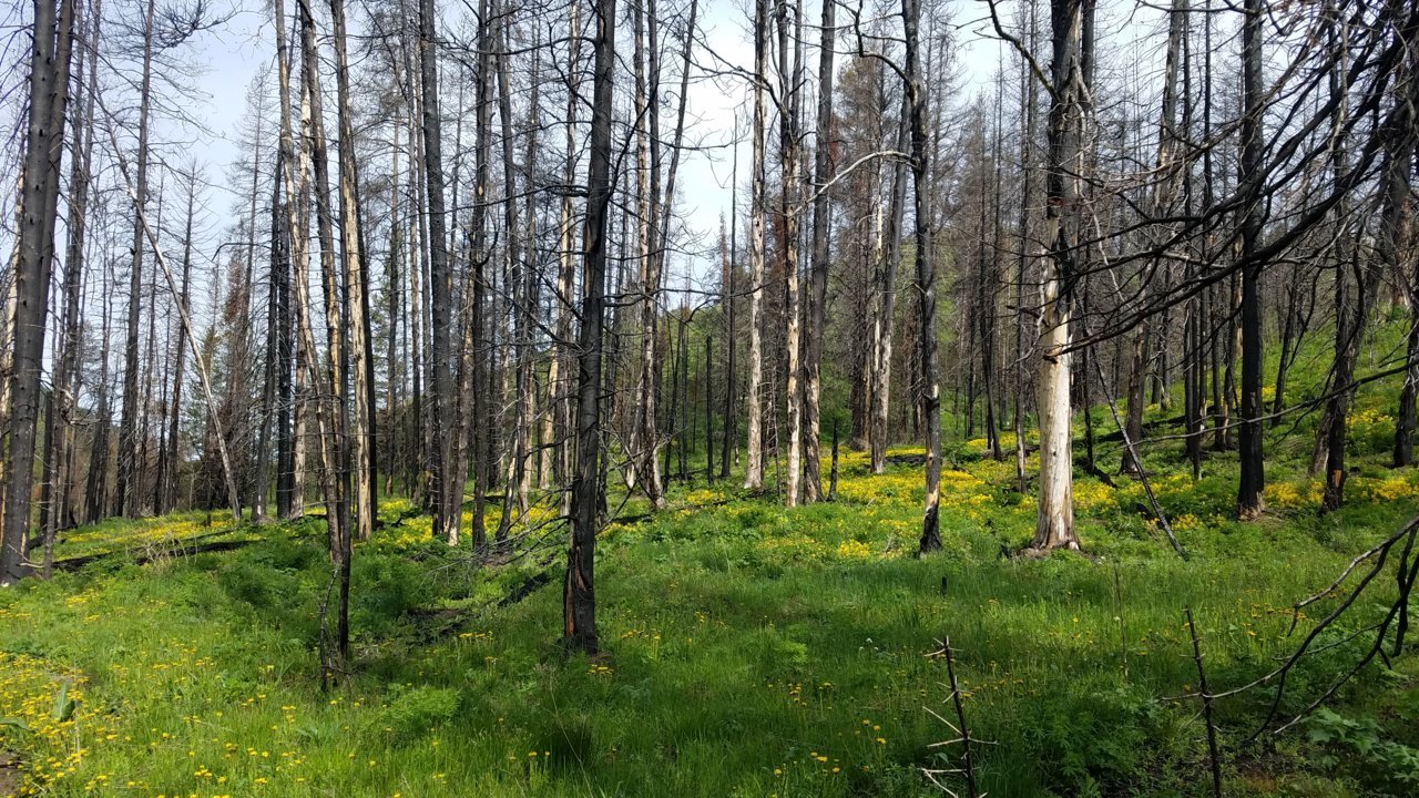 20180528_094351.jpg