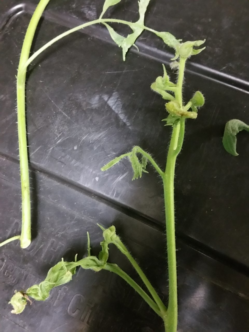 20180604_134216.jpg