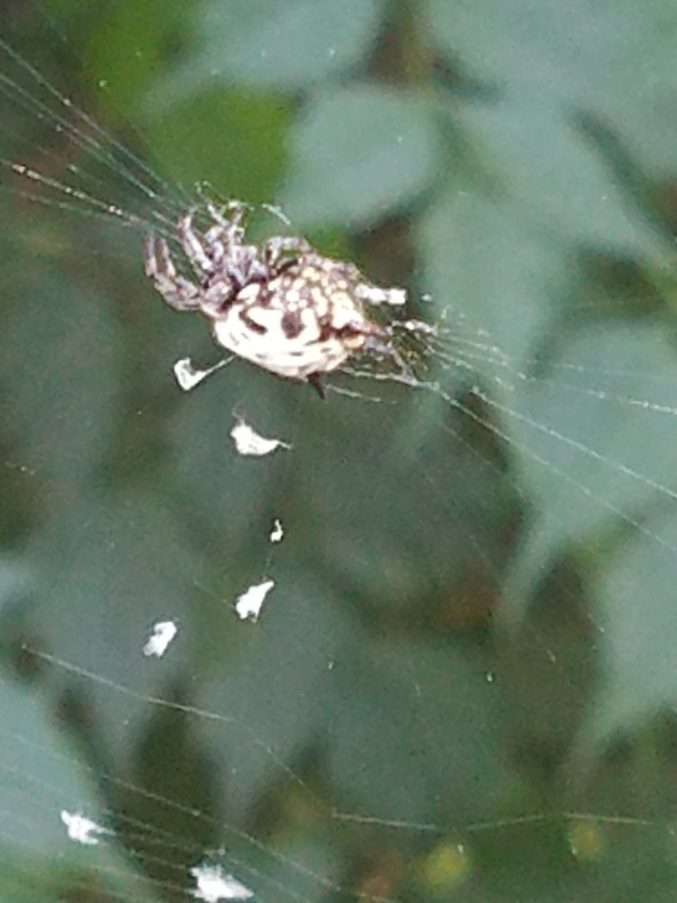20180606_123136.jpg