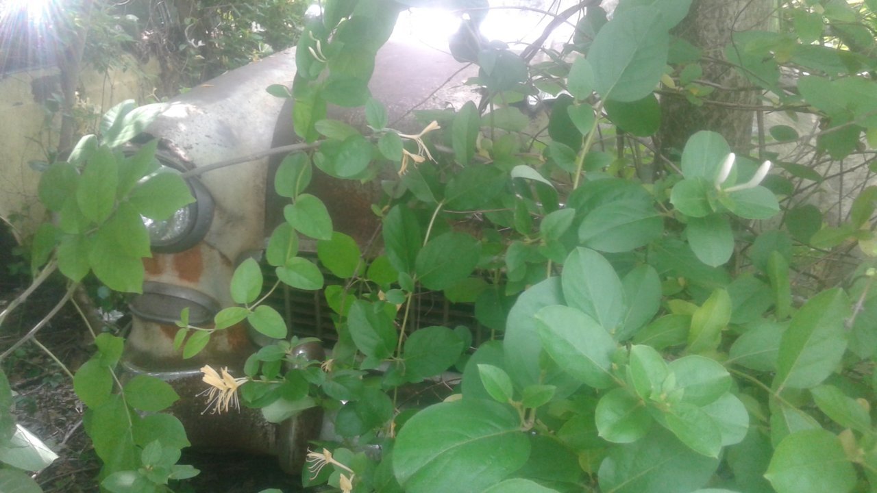 20180609_124917.jpg