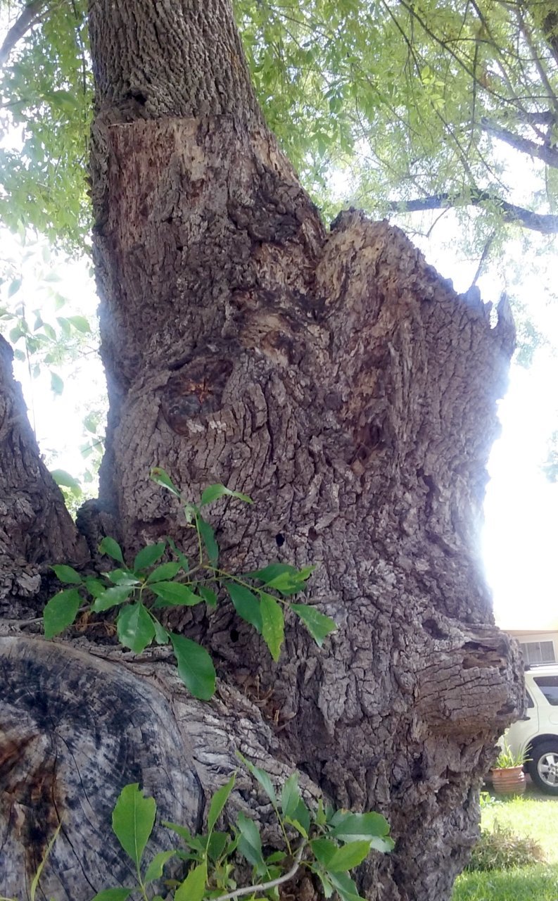 20180615_104735.jpg