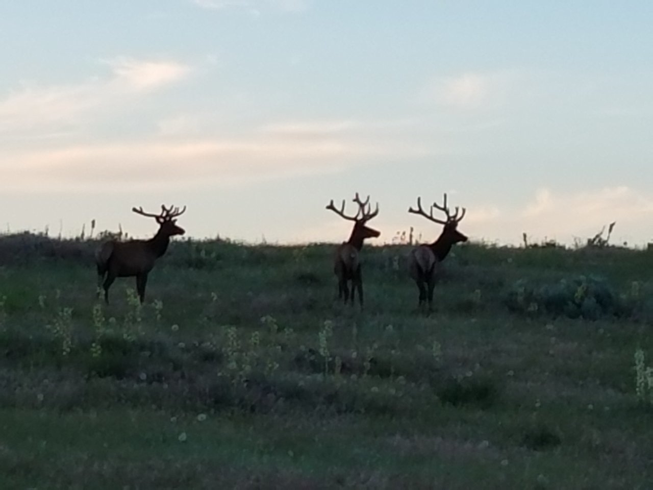 20180625_204255.jpg