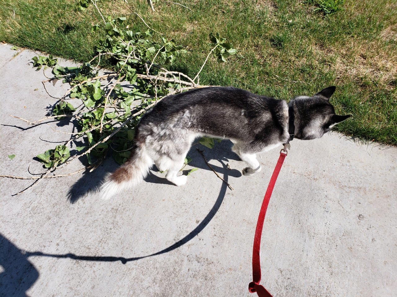 20180704_094606.jpg