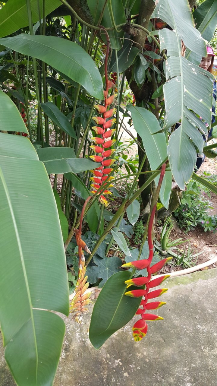 20180721_111828.jpg