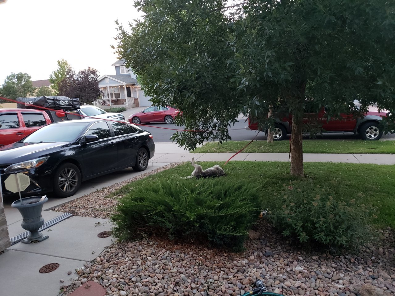 20180731_201729.jpg