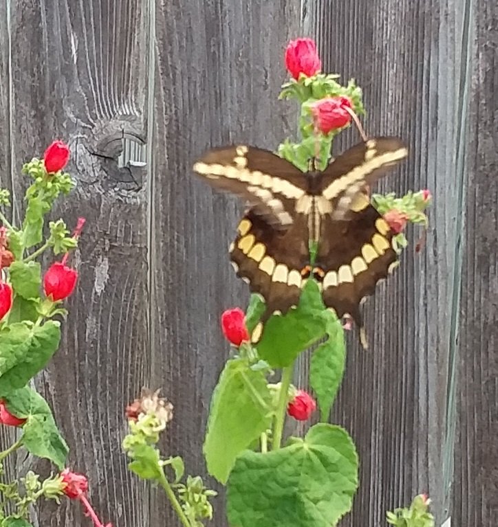 20180805_132619.jpg