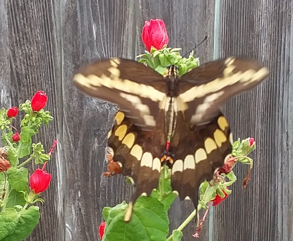 20180805_132624.jpg