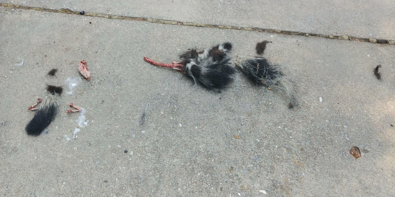 20180821_162824.jpg