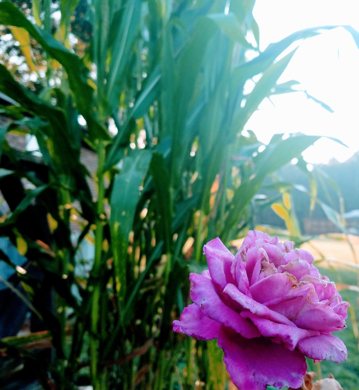 20180906_073505_2.jpg