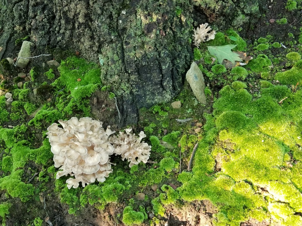 20180918_182153.jpg