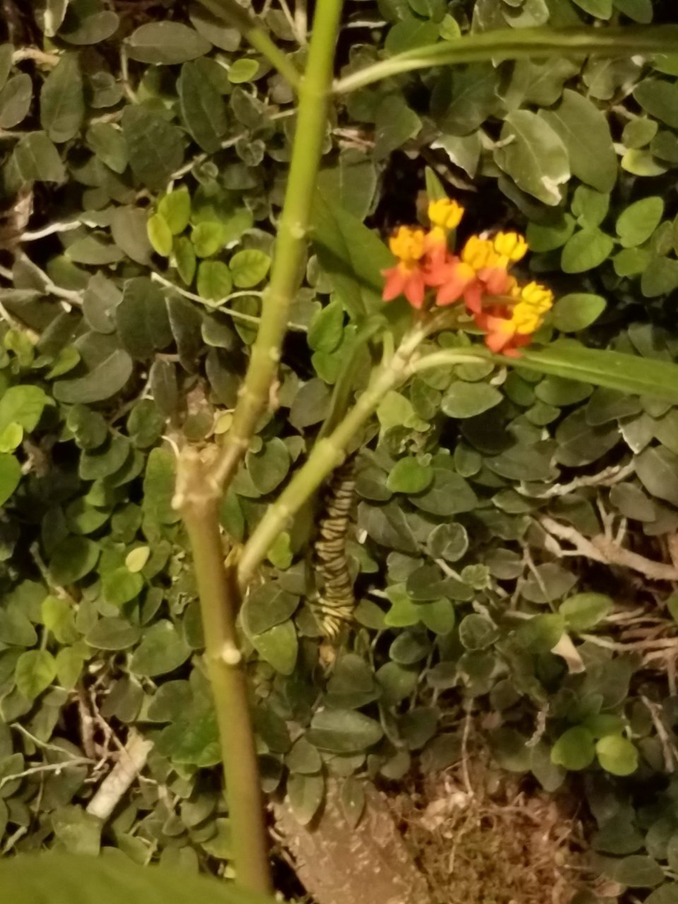 20181018_191310.jpg
